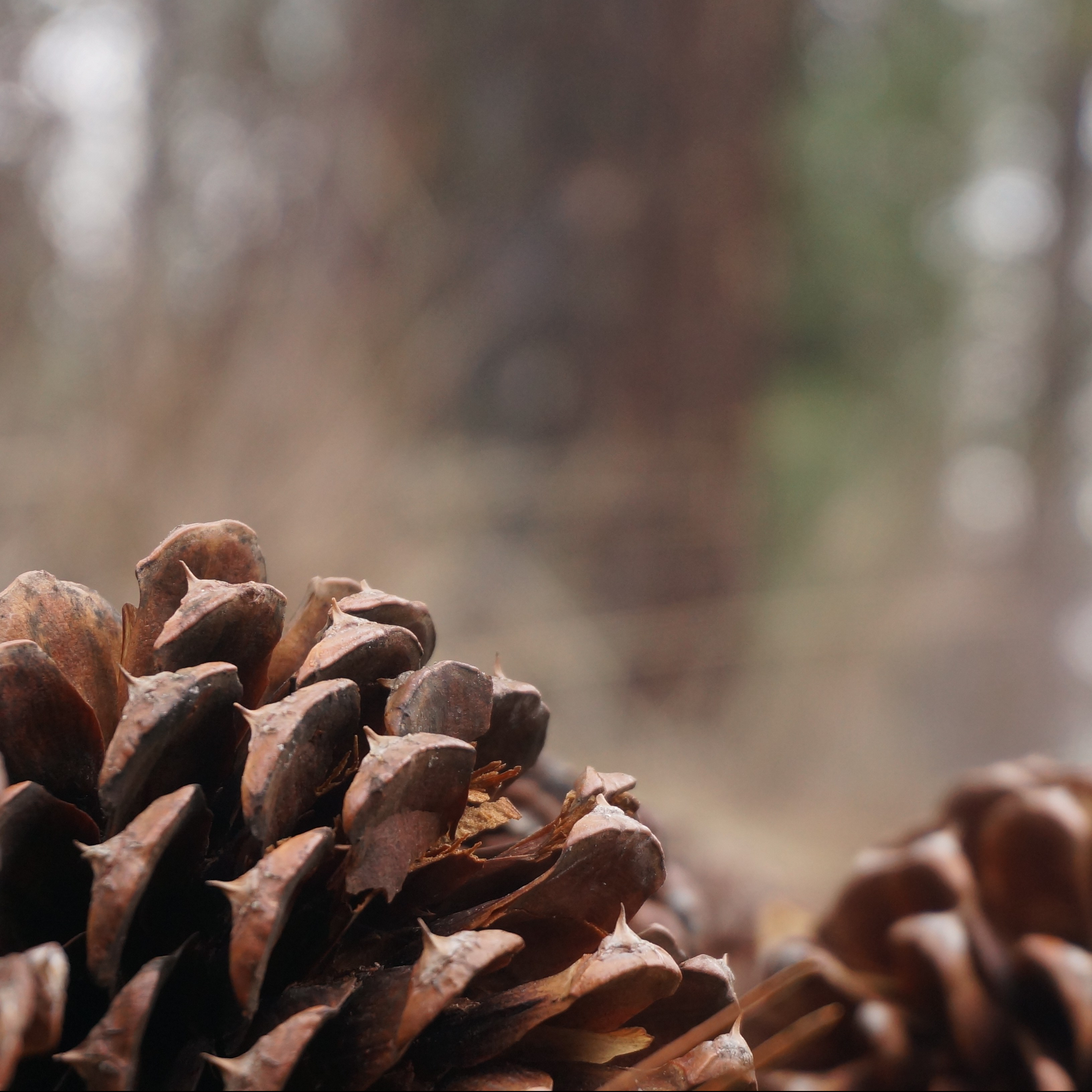Alejandro Arango, Ph.D.